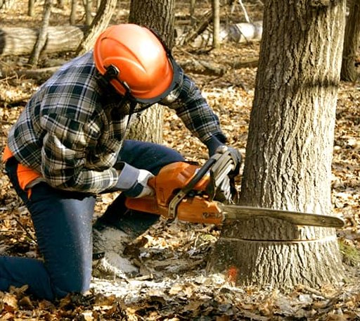 Tree Removal in Mount Croghan, SC